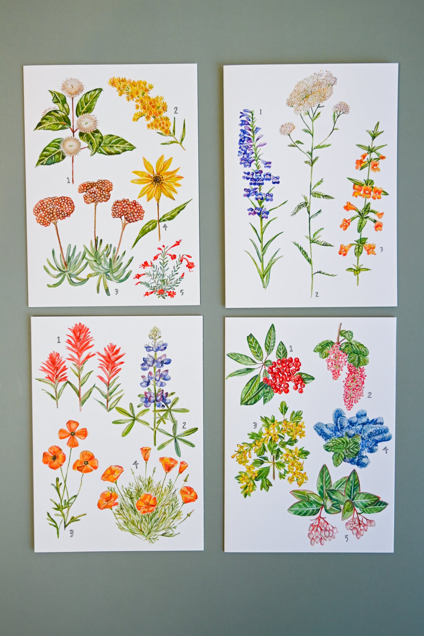 California Botany Greeting Cards Set of 8 by Maria Schoettler