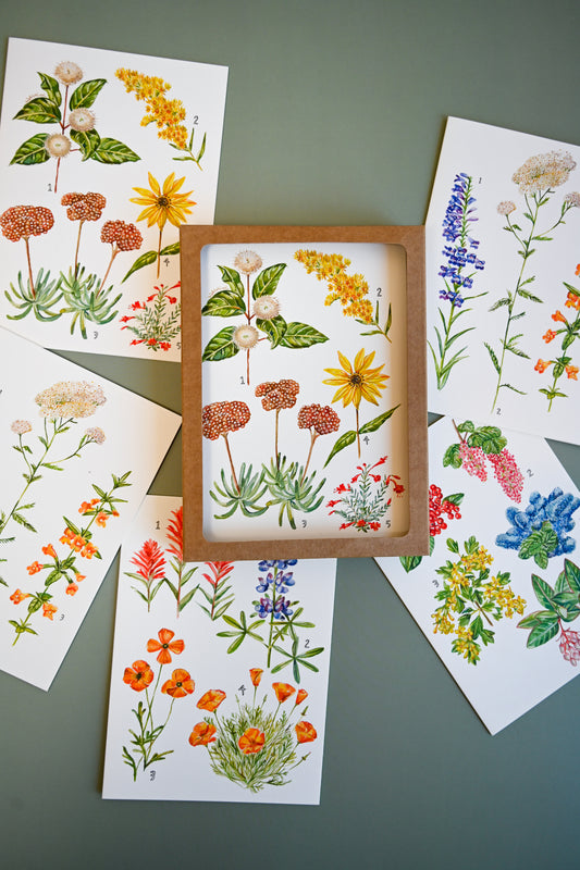 California Botany Greeting Cards Set of 8 by Maria Schoettler