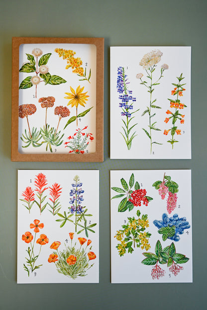 California Botany Greeting Cards Set of 8 by Maria Schoettler