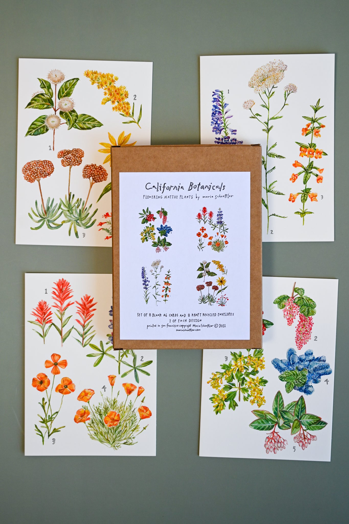 California Botany Greeting Cards Set of 8 by Maria Schoettler