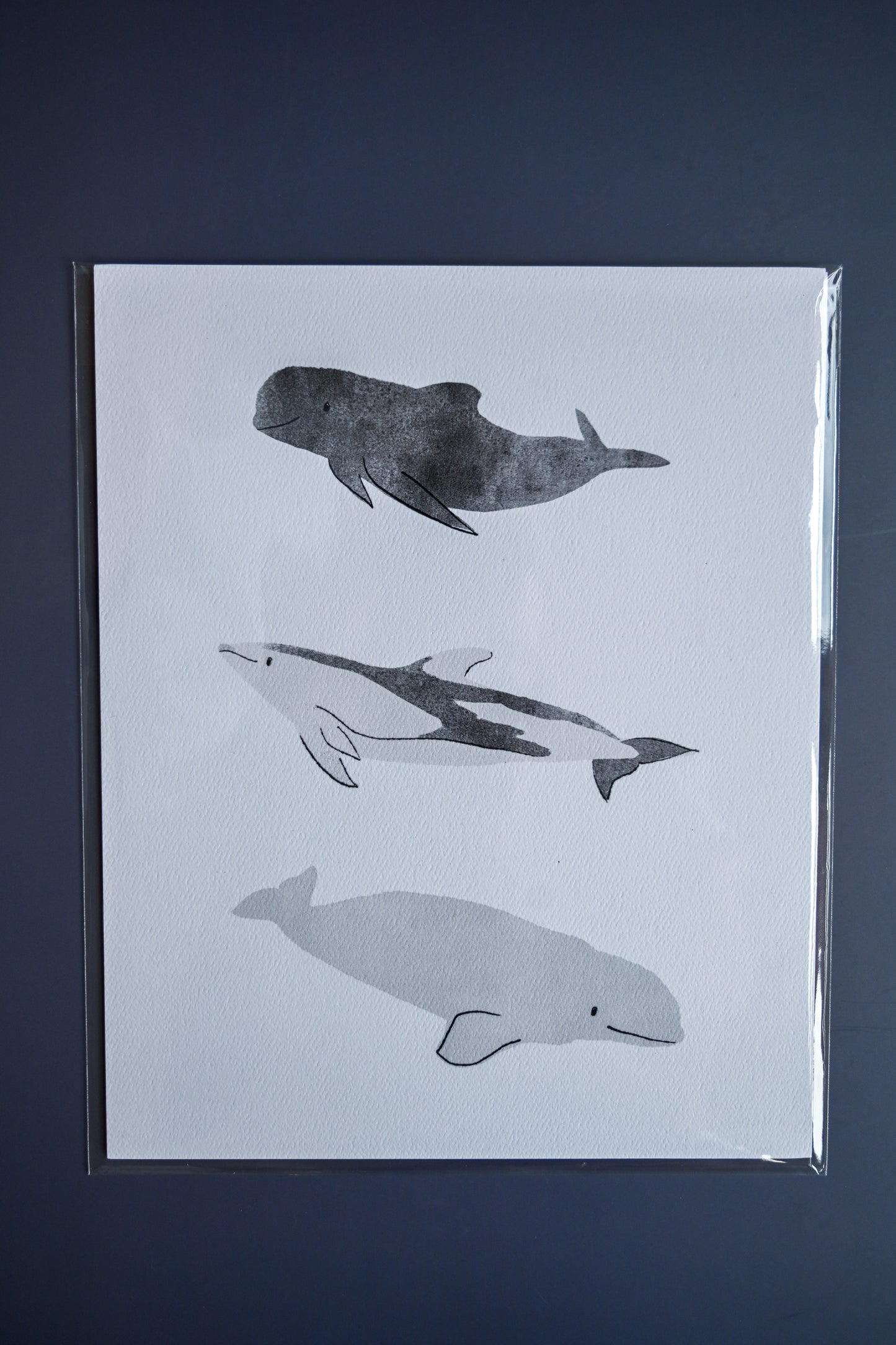 Risso's Dolphins by Jilly M. Pfifferling