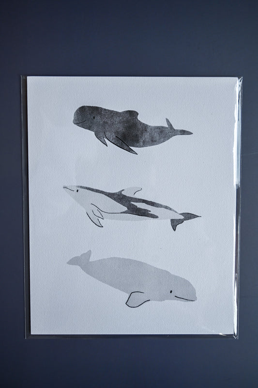 Risso's Dolphins by Jilly M. Pfifferling